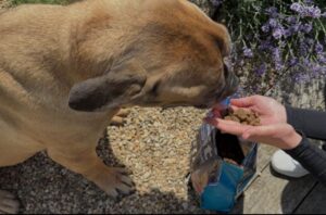 Krmivo pro psy Brit Premium by Nature Sensitive