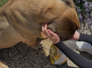 Granule pro psy Taste of the Wild High Prairie