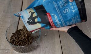 Test, recenze granule pro psy Orijen Original - 2024