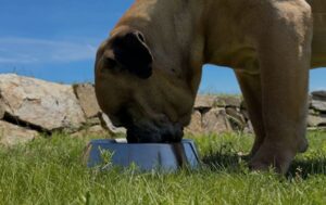 Eukanuba Adult Large Breed - pro velká plemena