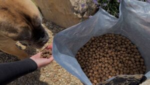 Granule pro psy Happy Dog Profi Line Sportive